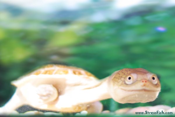Stress relief with the stress turtle!